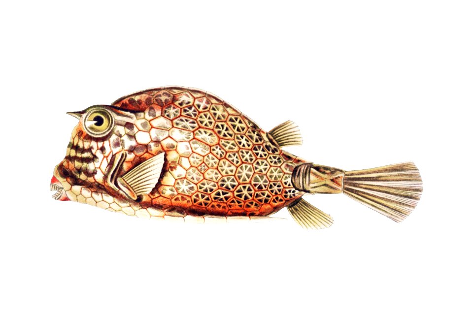 Vintage fish illustration on white background - Free Stock ...