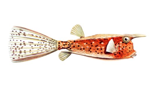 Vintage fish illustration on white background. Free illustration for personal and commercial use.