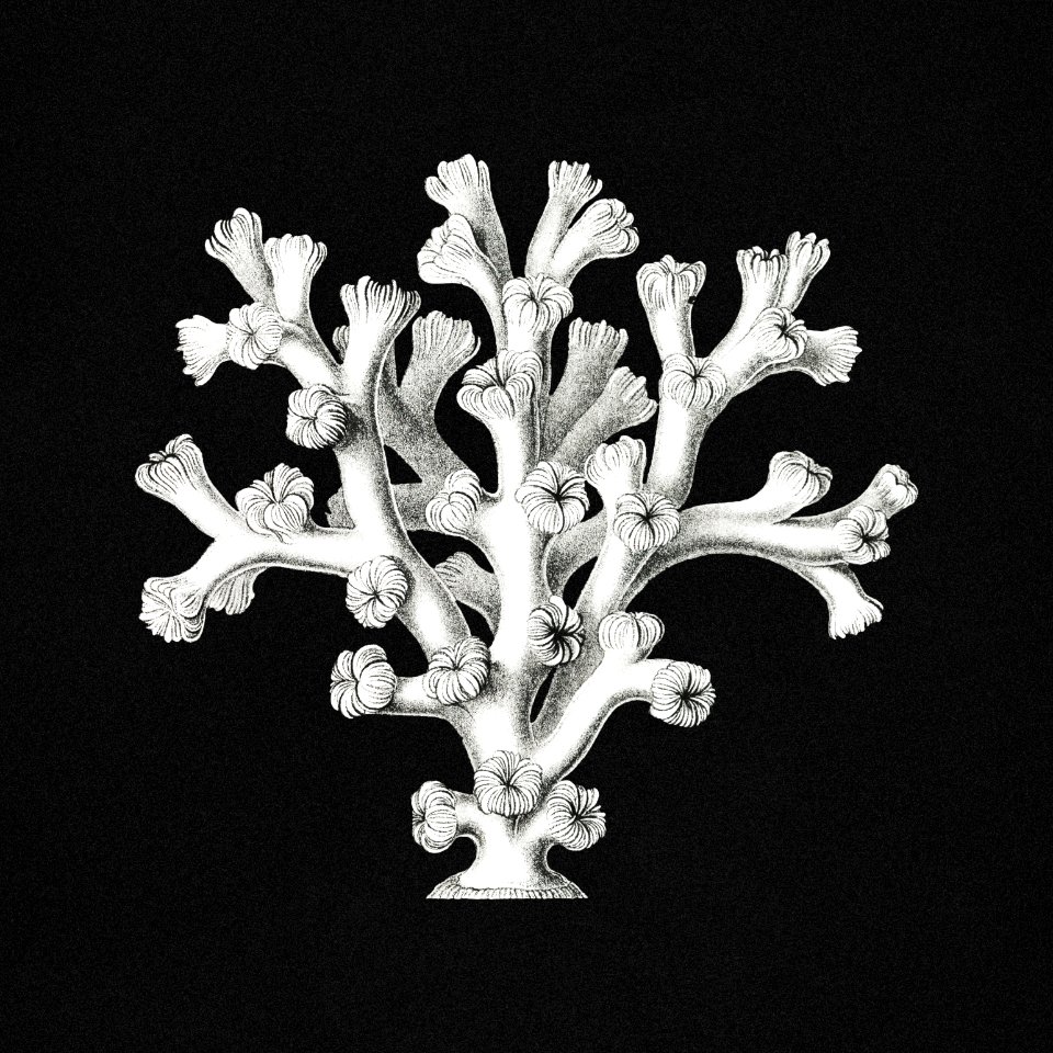 Vintage coral marine life illustration