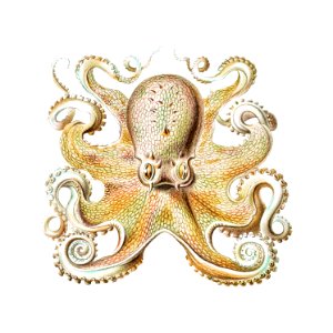Vintage octopus marine life illustration. Free illustration for personal and commercial use.