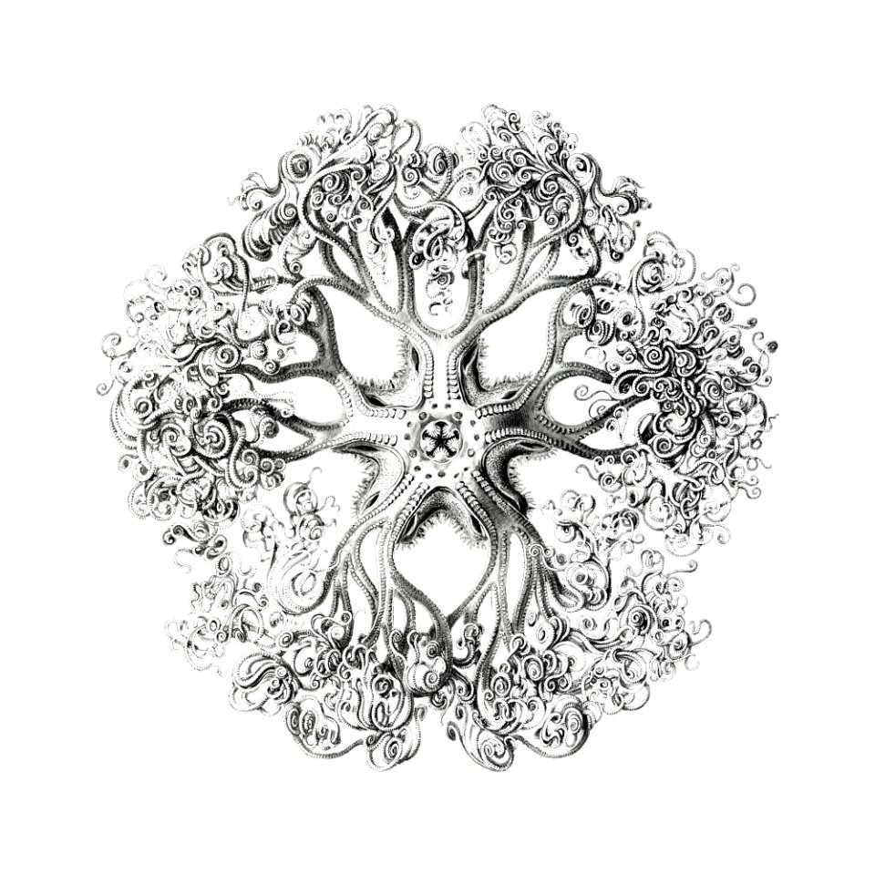Vintage brittle star illustration
