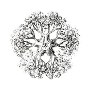 Vintage brittle star illustration