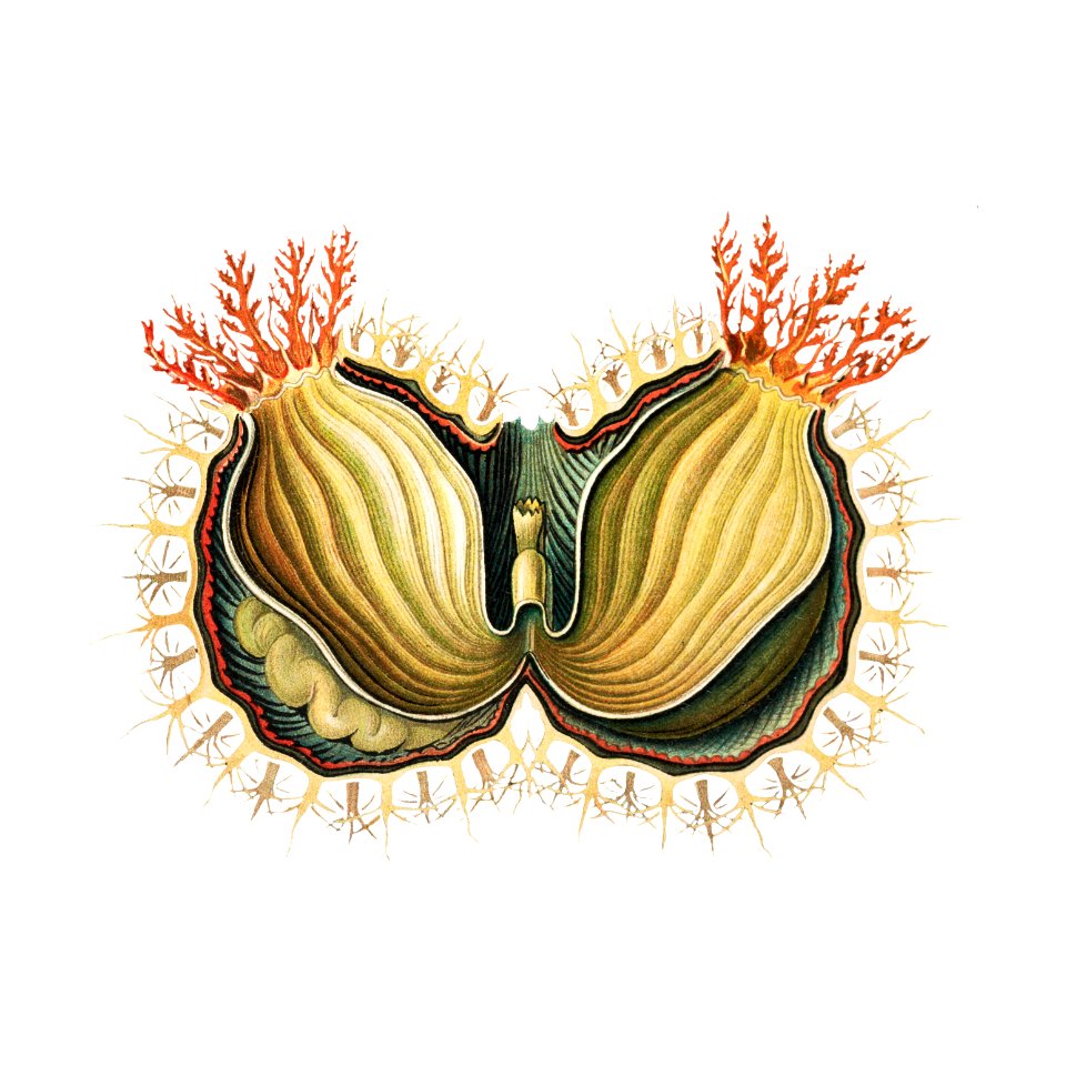 Colorful vintage tunicate ilustration