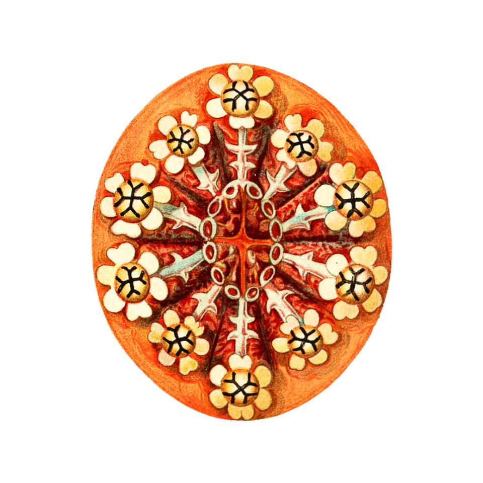 Colorful vintage tunicate ilustration