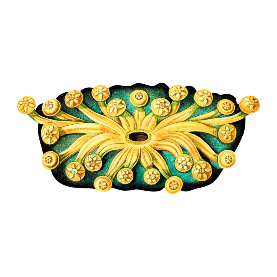 Colorful vintage tunicate ilustration