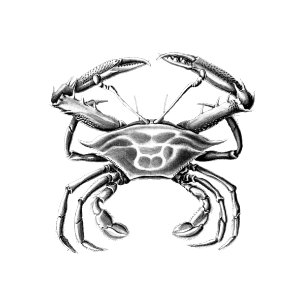 Vintage crab marine life illustration