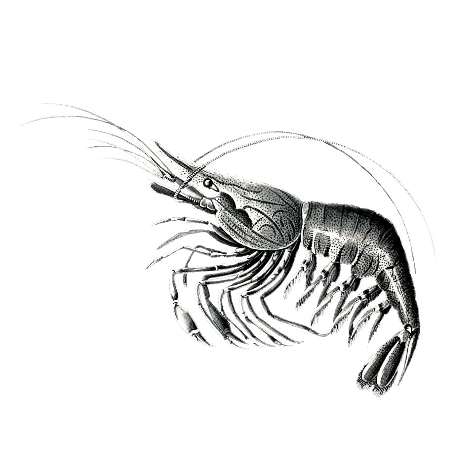 Vintage prawn marine life illustration. Free illustration for personal and commercial use.