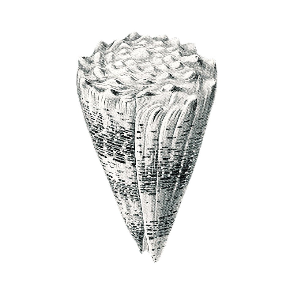 Vintage shell marine life illustration