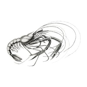 Vintage prawn marine life illustration. Free illustration for personal and commercial use.
