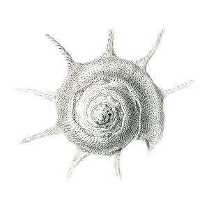 Vintage aquatic snail illustration