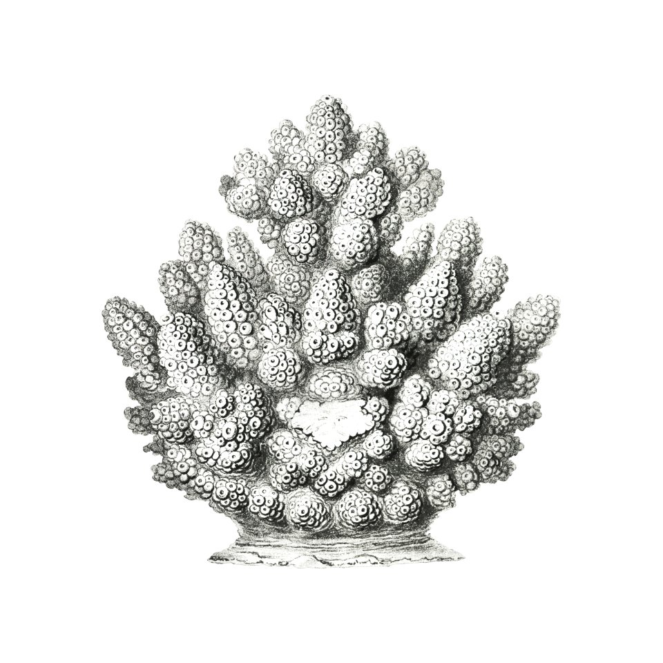 Vintage coral illustration on white background