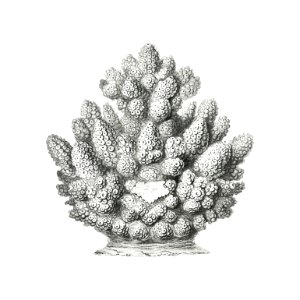 Vintage coral illustration on white background