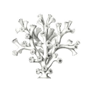 Vintage coral illustration on white background. Free illustration for personal and commercial use.
