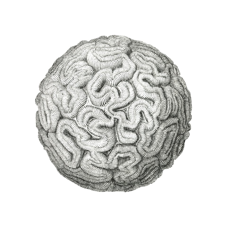 Vintage coral illustration on white background