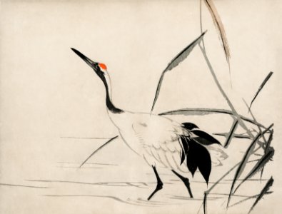 The ukiyo-e illustration of a Japanese crane by Mochizuki Gyokusen, drawn in the year 1891, a traditional portrait of an elegant Japanese crane. Digitally enhanced from our own original wood block print.