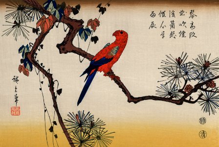 Ukiyo-e illustration, Macaw on Pine Branch by Utagawa Hiroshige, also known as Ando Hiroshige (1797-1858), a portrait of a vibrant macaw perched on a pine branch. Digitally enhanced from our own antique wood block print.. Free illustration for personal and commercial use.
