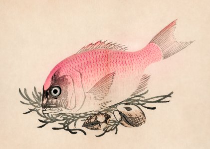 The ukiyo-e illustration of fish and clams by Mochizuki Gyokusen, drawn in the year 1891. Digitally enhanced from our own original wood block print.