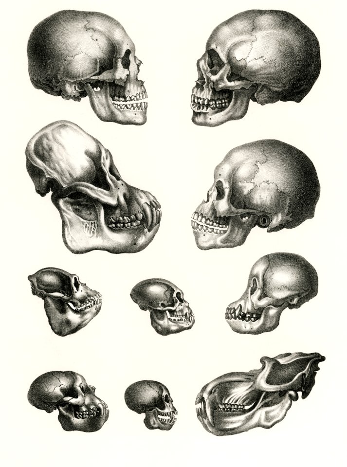 Human Monkey and Ape skulls from Volledige Natuurlijke Historie der Zoogdieren(1845) by schinz de Visser. Digitally enhanced from our own original plate.