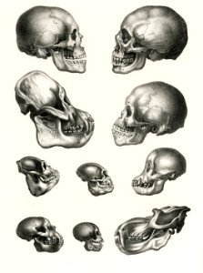 Human Monkey and Ape skulls from Volledige Natuurlijke Historie der Zoogdieren(1845) by schinz de Visser. Digitally enhanced from our own original plate.. Free illustration for personal and commercial use.