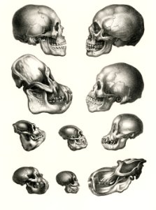 Human Monkey and Ape skulls from Volledige Natuurlijke Historie der Zoogdieren(1845) by schinz de Visser. Digitally enhanced from our own original plate.
