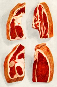 Beef Sirloin from the book, The Grocer’s Encyclopedia (1911). Digitally enhanced from our own antique plate.. Free illustration for personal and commercial use.