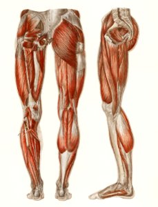 An antique illustration of the muscles of the legs and feet from the anatomical textbook, Hand Atlas Der Anatomie Des Menschen (1864) by Carl Ernst Bock (1809-1874). Digitally enhanced our own original chromolithograph.. Free illustration for personal and commercial use.