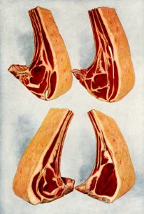 Beef Ribs from the book, The Grocer’s Encyclopedia (1911). Digitally enhanced from our antique plate.. Free illustration for personal and commercial use.