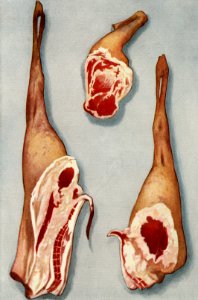 Lamb Chops from the book, The Grocer’s Encyclopedia (1911). Digitally enhanced from our own antique plate.