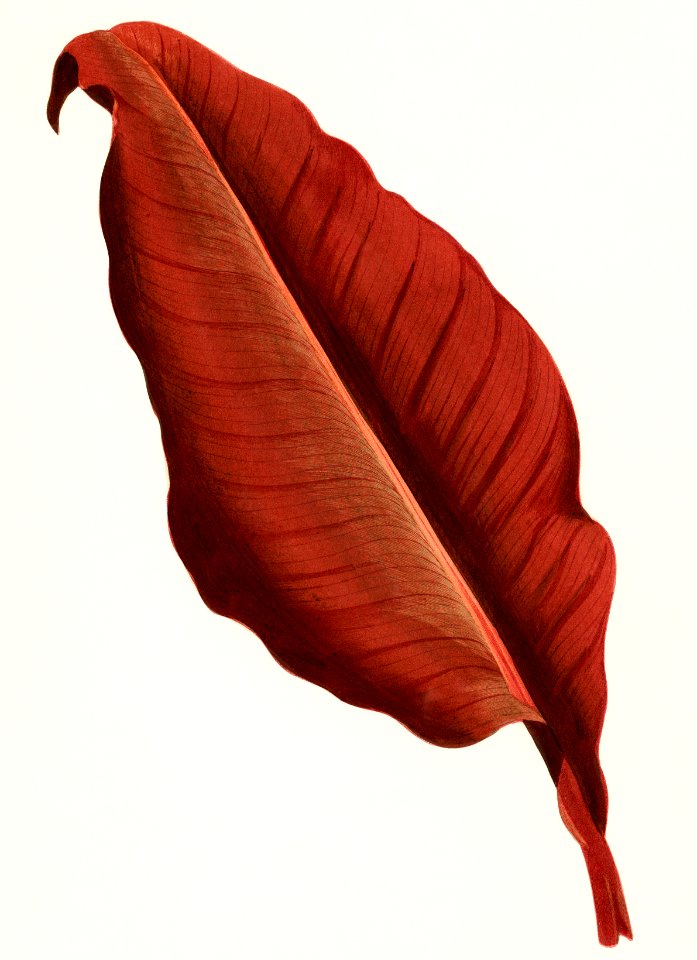 Canna - Atro Nicricans from the book, Beautiful Leaved Plants by Shirley Hibberd (1870), a vintage botany print of gorgeous single red leaf. Digitally enhanced from our own original chromolithograph.