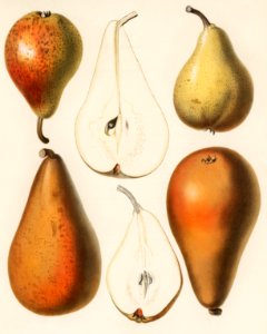 A vintage chromolithograph of fresh pears printed in 1887, by Samuel Berghuis. Digitally enhanced from our own original plate.. Free illustration for personal and commercial use.