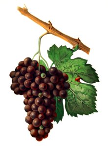 Mourvaison printed in 1910, by Jules Troncy (1855-1915), a vintage lithograph of fresh cluster of grapes. Digitally enhanced from our own original plate.