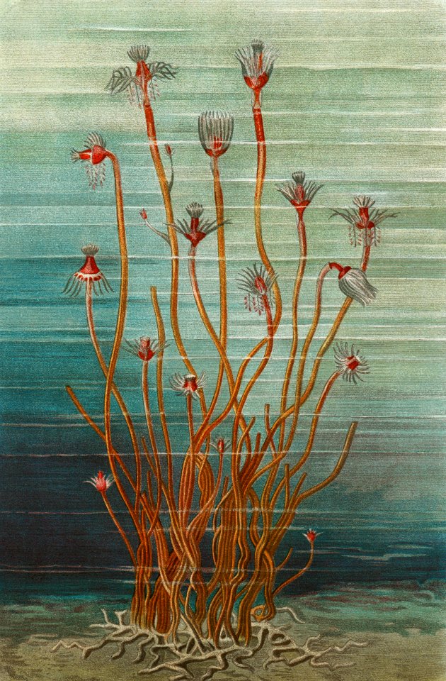 Group of Tubularis Indivisa (1884) by Eduard Oscar Schmidt, an unusual aquatic life form. Digitally enhanced from our own original chromolithographic plate.