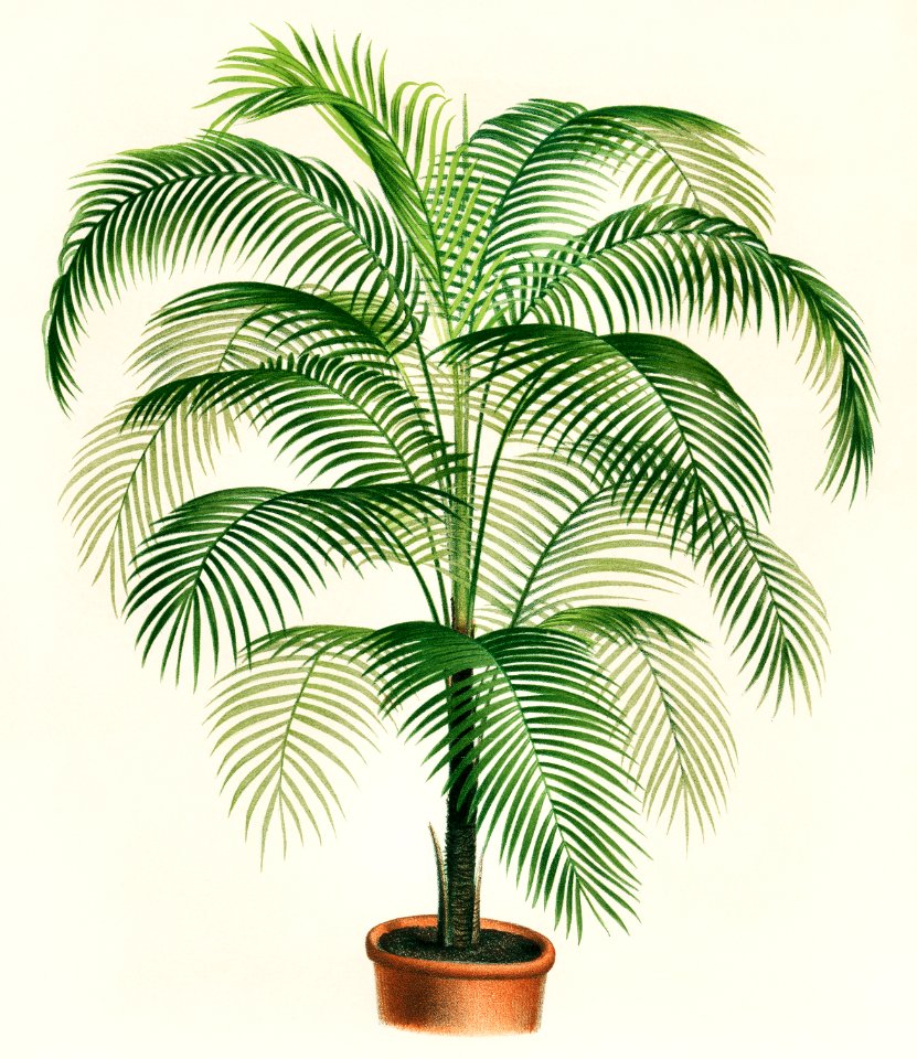 A lithograph of Cocos Weddelliana from the book, L'Illustration Horticole: Revue Mensuelle Des Serres et Des Jardins (1875), by Paul de Longpré 1911, Alfred Riocreux 1912 and Lois Godard 1887, Digitally enhanced from our own original chromolithograph.