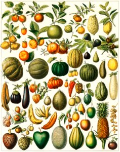 A vintage illustration of a wide variety of fruits and vegetables from the book, Nouveau Larousse Illustre (1898), by Larousse, Pierre, Augé and Claude, Digitally enhanced from our own antique chromolithograph.