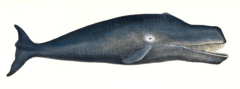 Bowhead Whale Whale Original Antique Ocean Marine Mammal Handcolored Sealife Lithograph. Digitally enhanced from our own original plate.