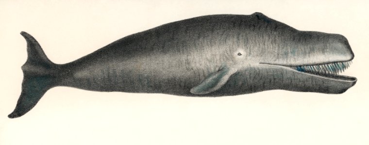 Bowhead Whale Original Antique Ocean Marine Mammal Handcolored Sealife Lithograph (1824). Digitally enhanced from our own original plate.