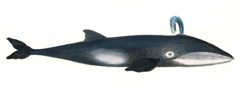 Whale from Natural History Pictures of the Mammals (1824) by Heinrich Rudolf Schinz. Digitally enhanced from our own original plate.
