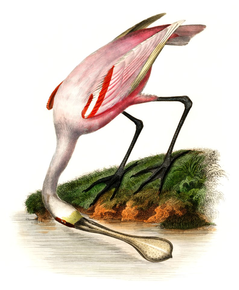Les Jardin des Plantes (The Garden of Plants) by Pierre Bernard and Louis Couaihac (1842), a roseate spoonbill by the water. Digitally enhanced from our own original plate.