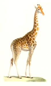 La Giraffe (1837) by Florent Prevos (1794-1870), an illustration of an adorable giraffe. Digitally enhanced from our own original plate.. Free illustration for personal and commercial use.