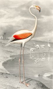 Le Flammant (Flamingo) by Edouard Travies (1853), a portrait of a white flamingo in its natural habitat. Digitally enhanced from our own original plate.. Free illustration for personal and commercial use.