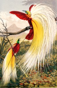 The Bird of Paradise by Benjamin Fawcett (1808-1893), two blindingly colorful birds full with feathers in paradise. Digitally enhanced from our own original plate.