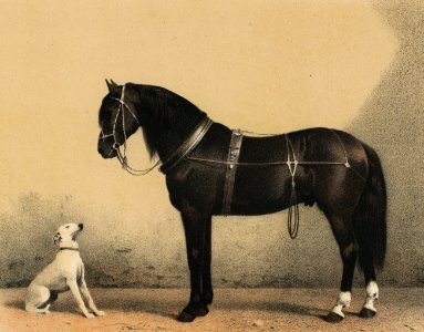 Orloffer (Orloff Horse) by Emil Volkers (1880), an illustration of a black horse and a white dog. Digitally enhanced from our own original plate.. Free illustration for personal and commercial use.