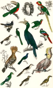 The History of the Earth and Animated Nature by Oliver Goldsmith (1774), a rare antique handcolored ornithology print of various type of birds. Digitally enhanced from our own original plate.. Free illustration for personal and commercial use.