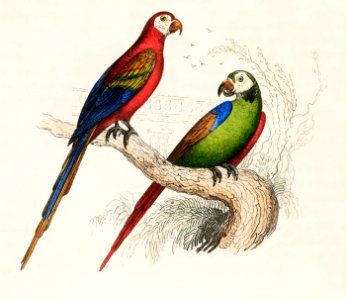 Scarlet and Green Macaw from Oeuvres complètes de Buffon (1860). Digitally enhanced from our own original plate.. Free illustration for personal and commercial use.