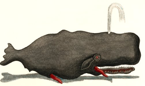 Entertainments from Natural History - Fish (1798), an erected sperm whale shooting up water through a blowhole. Digitally enhanced from our own original plate.