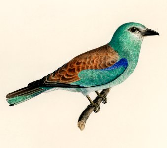 Coracias Garrulus Lin (European Roller) by Magnus Von Wright (1836), an isolated portrait of an European roller. Digitally enhanced from our own original plate.. Free illustration for personal and commercial use.