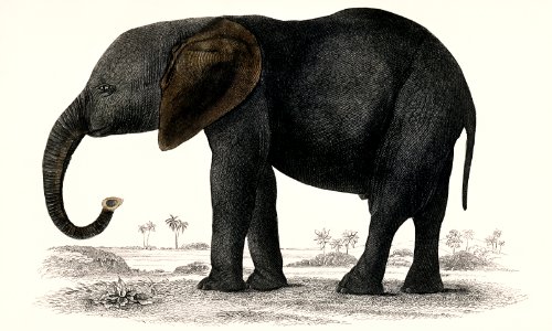 The History of the Earth and Animated Nature (1848) by Oliver Goldsmith (1728-1774), a portrait of a dark grey elephant. Digitally enhanced from our own original plate.