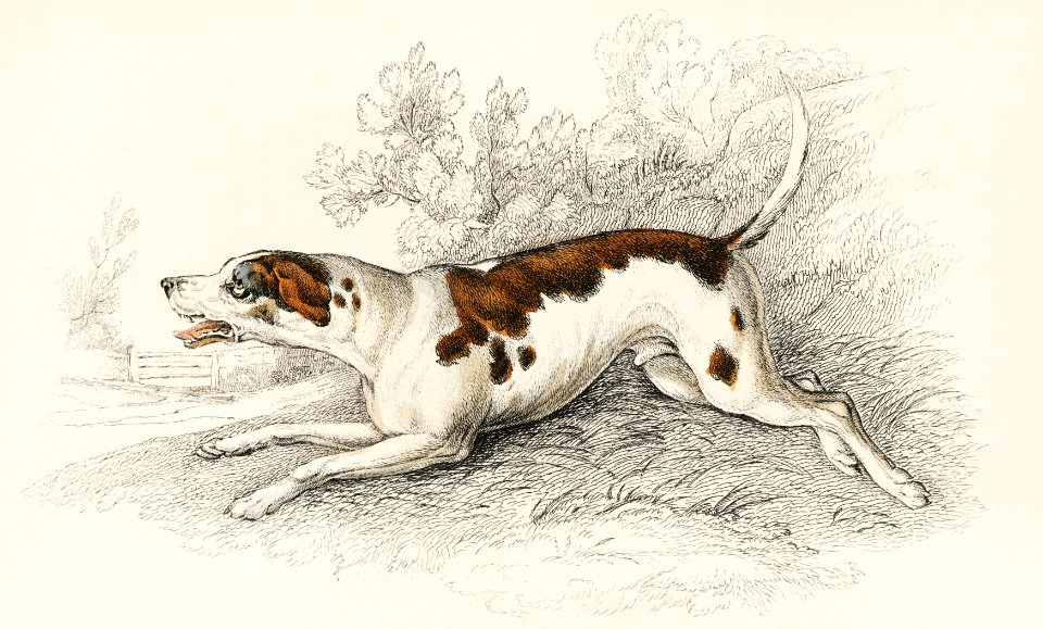 The Fox Hound by an unknown artist (1860), an anxious dog baring teeth. Digitally enhanced from our own original plate.. Free illustration for personal and commercial use.