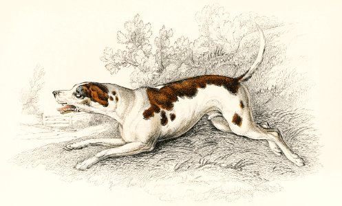 The Fox Hound by an unknown artist (1860), an anxious dog baring teeth. Digitally enhanced from our own original plate.. Free illustration for personal and commercial use.