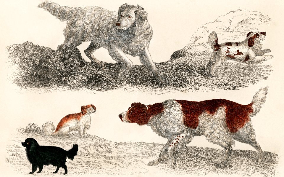 The History of the Earth and Animated Nature by Oliver Goldsmith (1848), a pack of energetic dogs and playful puppies. Digitally enhanced from our own original plate.